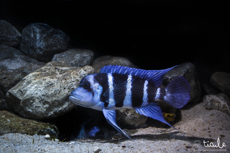 Cyphotilapia gibberosa 'Mtoto'